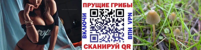 Галлюциногенные грибы GOLDEN TEACHER  Тула 